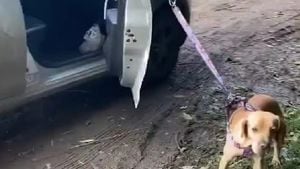 El perrito iba amarrado al carro en movimiento.