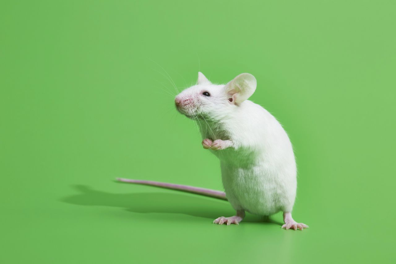 Trampa para ratones con queso y ratón