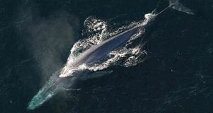 Los científicos estiman que las ballenas azules pueden vivir hasta 80 años o más. Foto: NOAA Photo Library /Wikimedia commons.