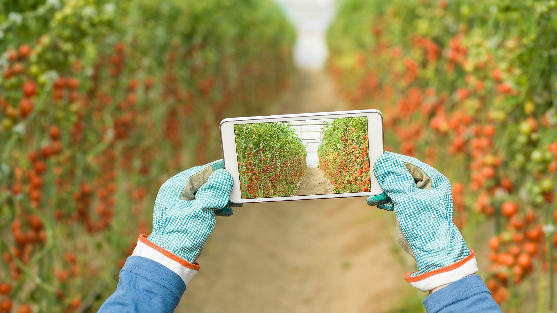 Digital tablet with blank screen in human hand with gardening gloves in tomato greenhouse. The touch screen is isolated with clipping path for copy space. Shot in day light with a medium format camera.