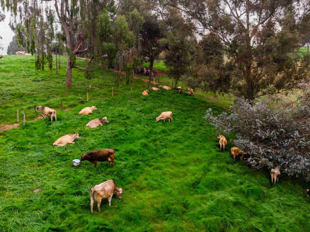 Entre 30 y 40 por ciento puede mitigar la ganadería sostenible las emisiones de Gases de Efecto Invernadero. 