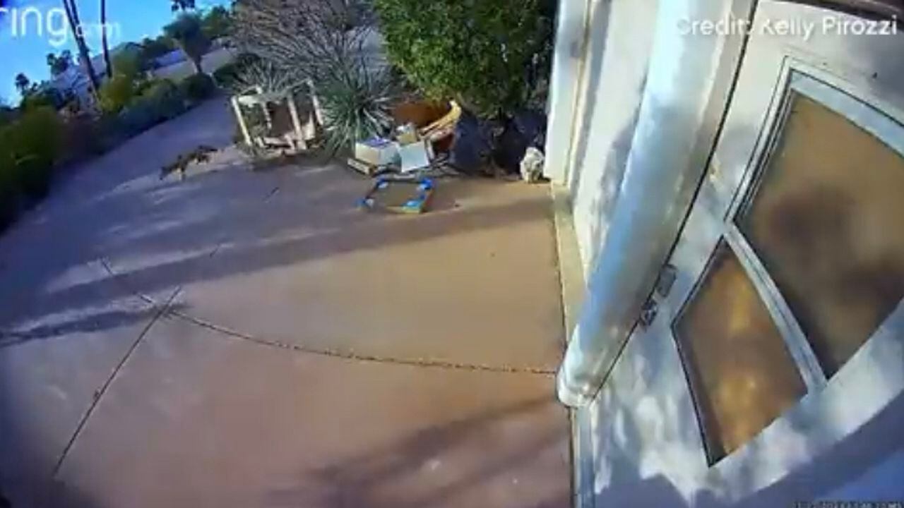En video quedó registrado el momento en el que un niño resultó herido luego de ser atacado por un coyote cuando se encontraba en la puerta de su casa.
