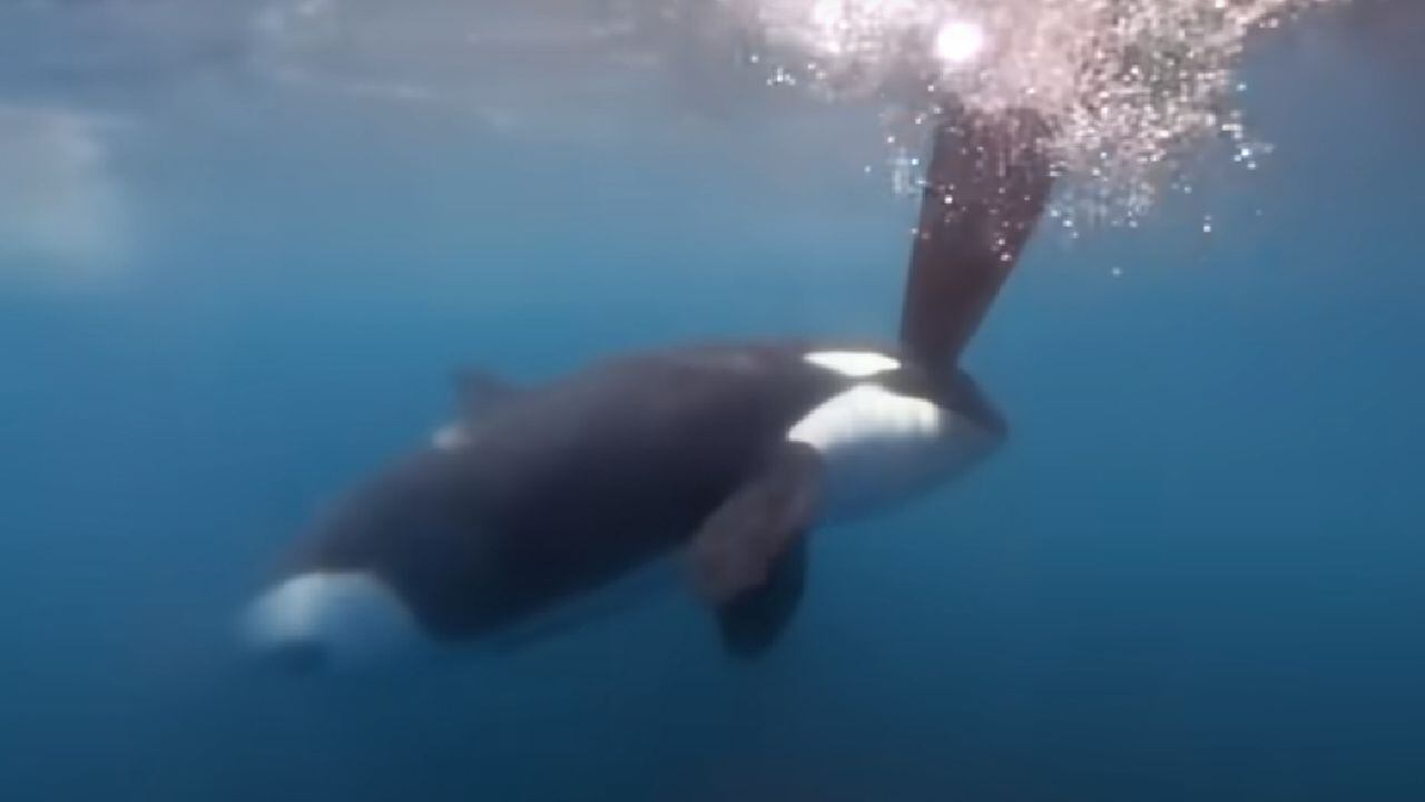 Momentos del ataque de una orca a un yate en el estrecho de Gibraltar durante competencia náutica