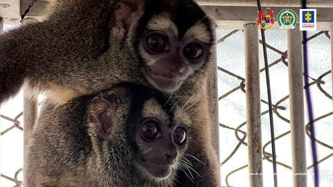 Las autoridades ambientales encontraron monos nocturnos y monos ardilla.