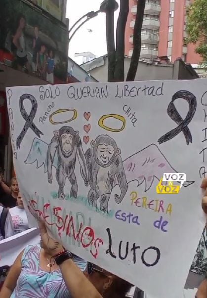 Plantón frente a Alcaldía de Pereira para reclamar por la muerte de chimpancés que se fugaron del bioparque Ukumarí.