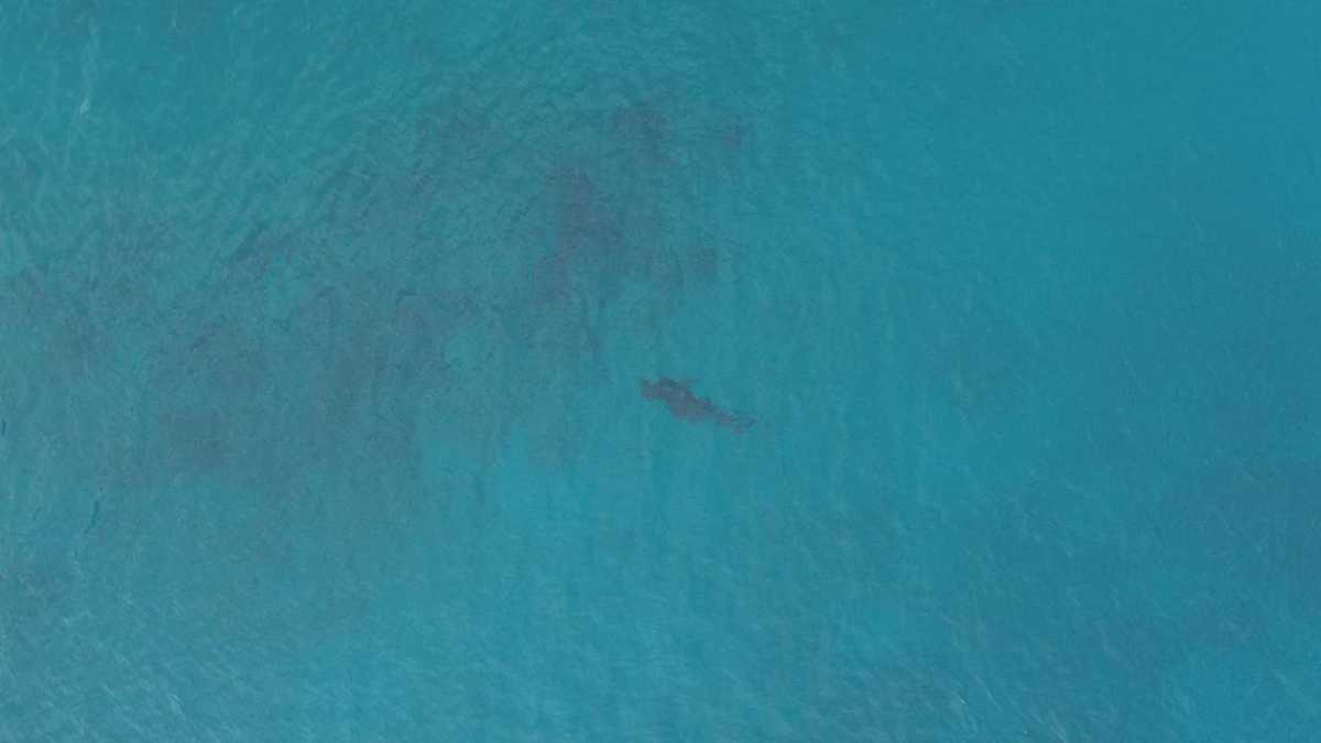 La Corporación Carolina trabaja con expertos para alejar a los tiburones de la costa en San Andrés. Foto: https://coralina.gov.co/.