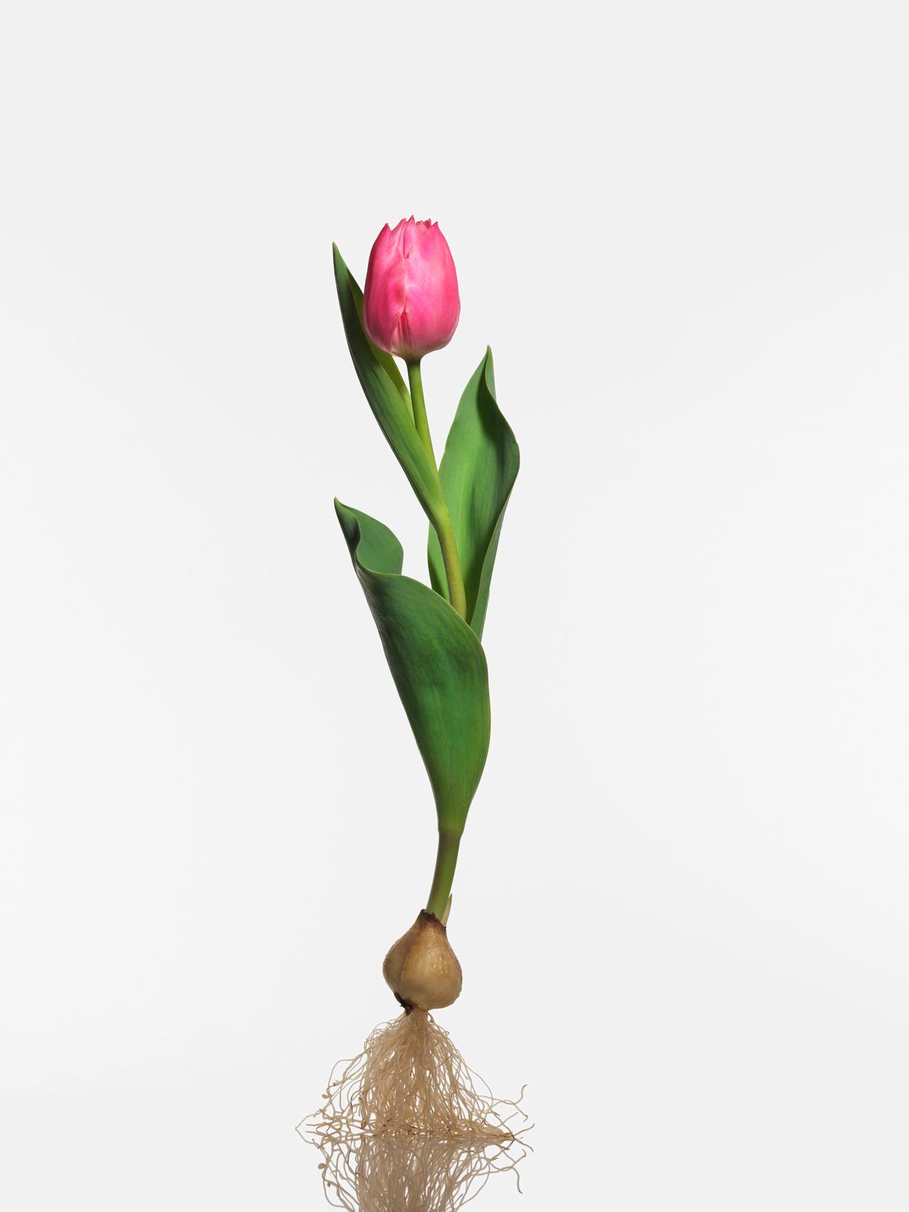 A tulip on white Back.Tulipa gesneriana L
