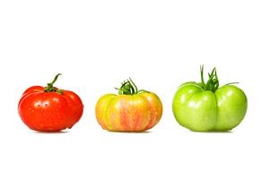 El tomate es una de las hortalizas más importantes para el consumo humano gracias a sus valores nutritivos.