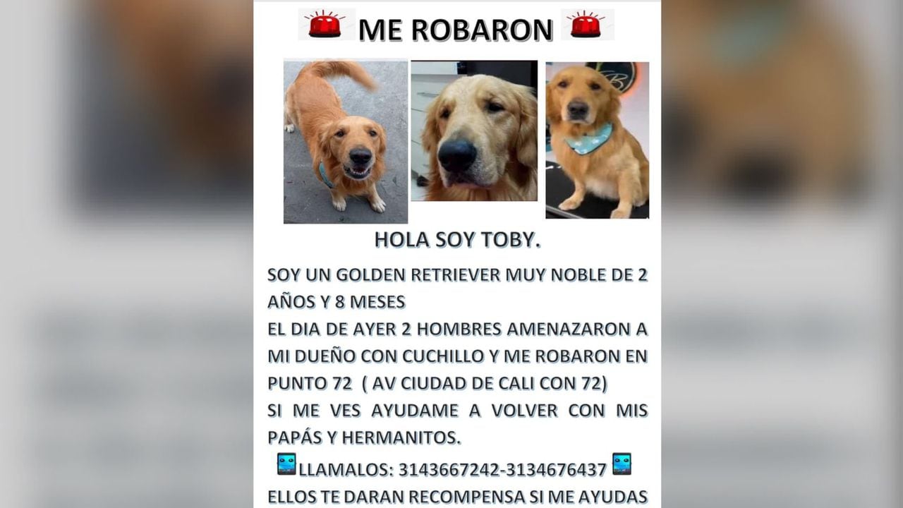 Toby fue robado este sábado en Bogotá.
