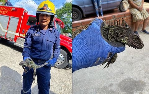 Heroica labor: bomberos rescataron a una iguana en Cali