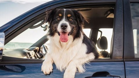 Eliminar rasguños de perro en el carro.