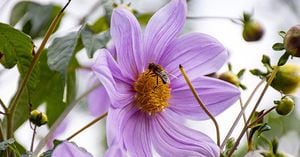 Las abejas tienen capacidad olfativa y de recordación.