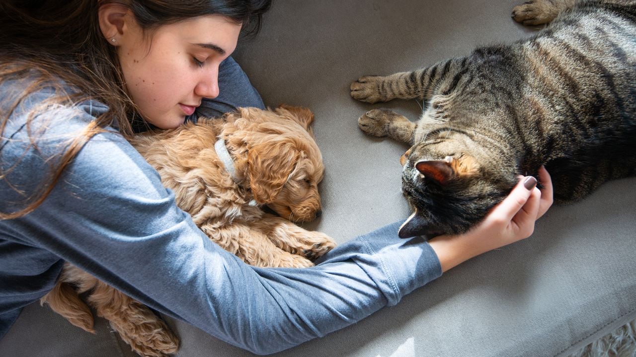 ¿Qué enfermedades se pueden desarrollar por dormir con perros o gatos?