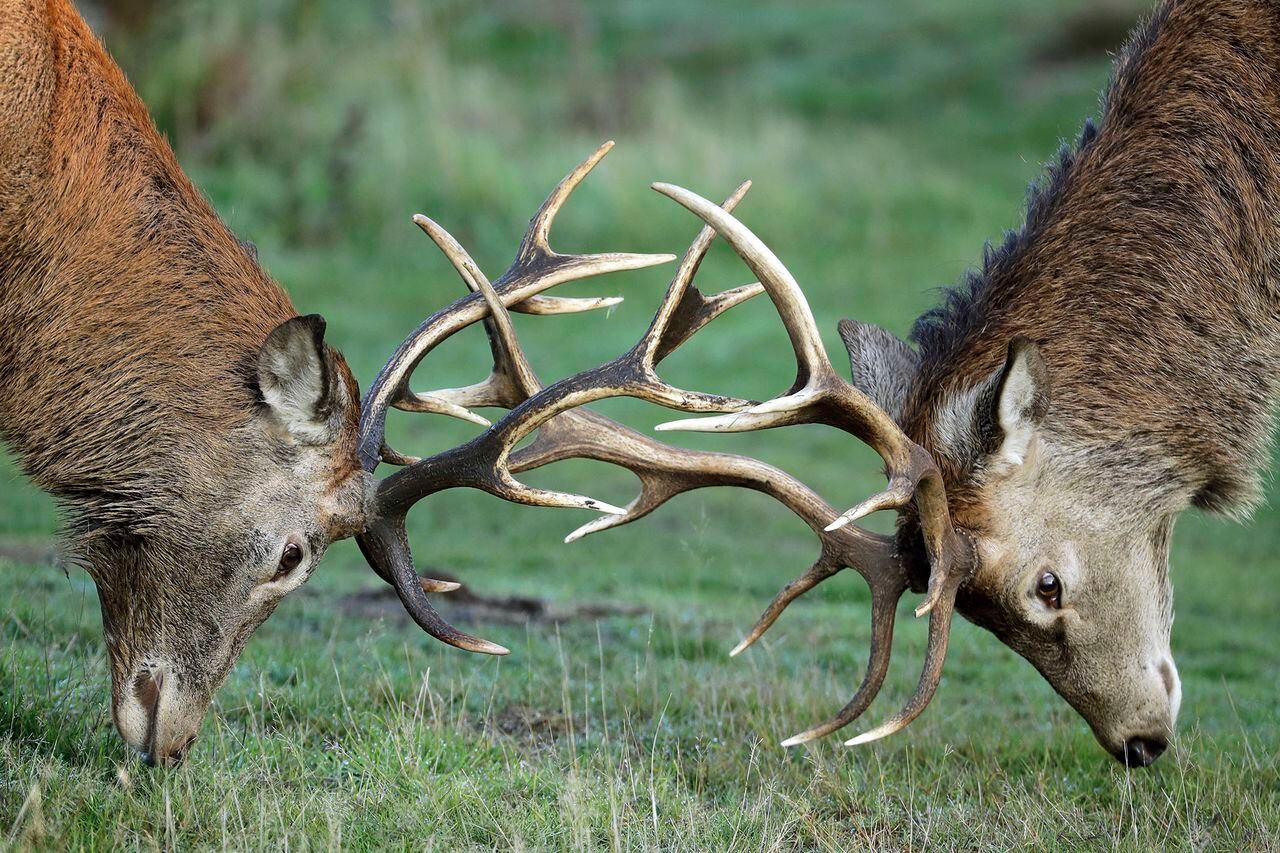 Temporada de reproducción de los ciervos rojos al suroeste de Londres.