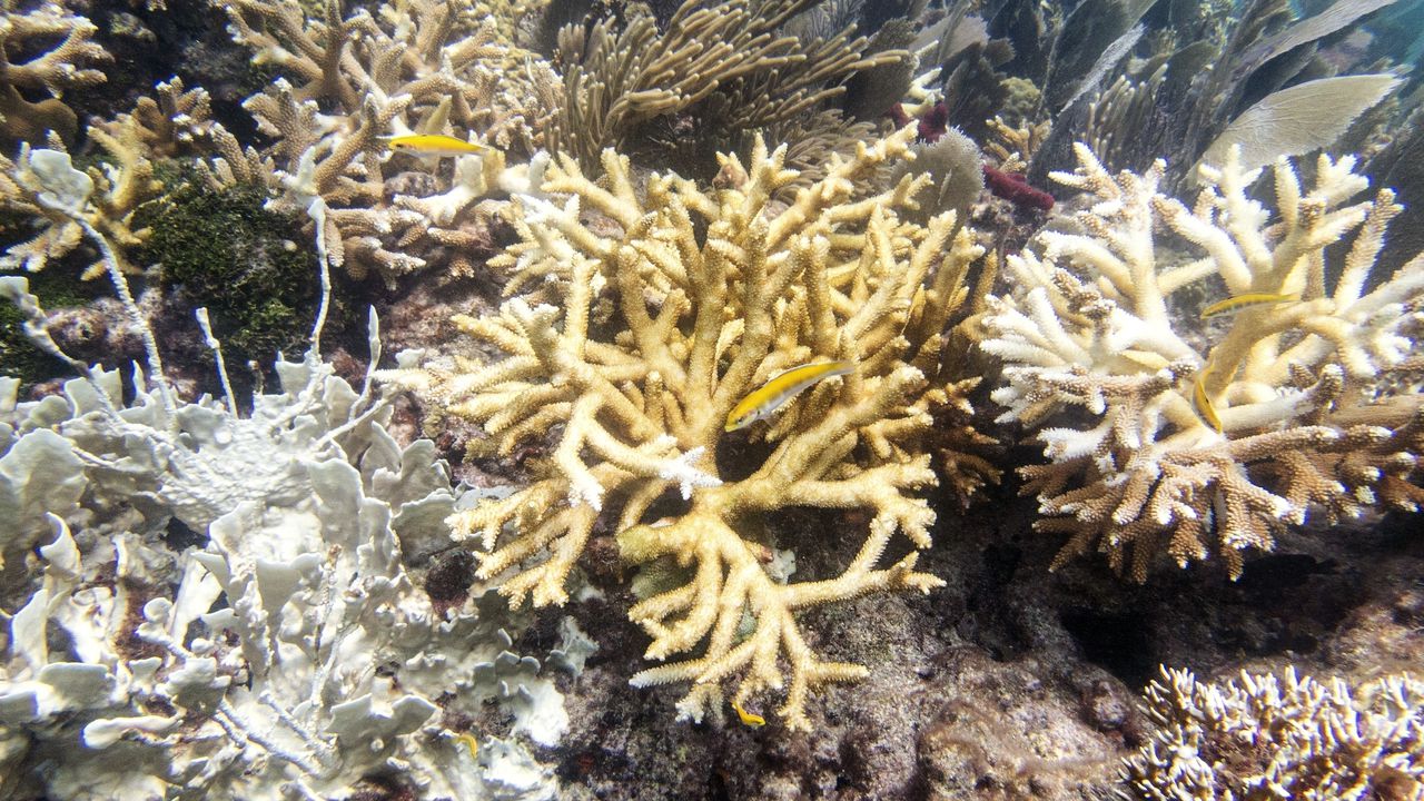 Los arrecifes están perdiendo su color por las altas temperaturas