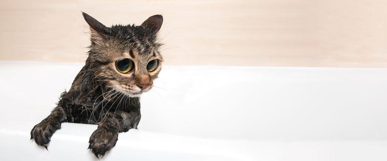 lindo gato en el baño después de la ducha. Gato recién bañado.