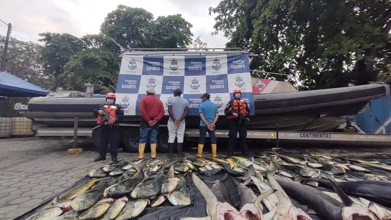 Capitanes de embarcaciones pescaron 15 tiburones y fueron capturados en Tumaco