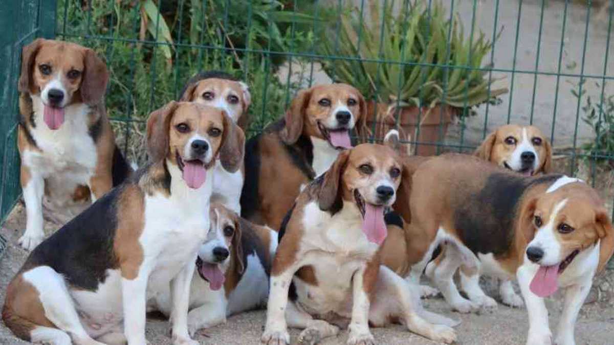 32 perros Beagle fueron rescatados de laboratorio experimental en Barcelona | Mundo hoy