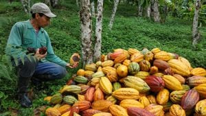 San Vicente de Chucurí es el mayor productor de cacao en el país. Además de cosechar, sus campesinos miden el clima en sus fincas.