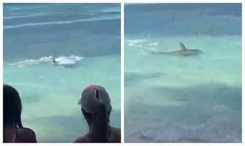 Así se vivió el tremendo susto que se llevaron propios y turistas en playa de San Andrés cuando, cerca a la orilla, un tiburón martillo atacó a una mantarraya. Autoridades piden mantener la calma en estos casos.
