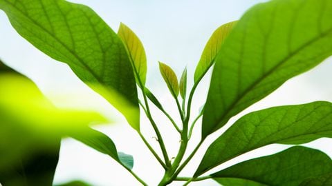 Las hojas del aguacate posee muchos beneficios y propiedades para la salud del organismo.