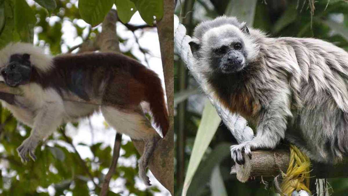 Animales como los primates, que dependen de la copa de los árboles para sobrevivir, pueden perder hasta el 50 % de su hábitat a finales del siglo XXI.