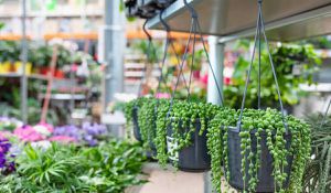 La planta de rosario ayuda a purificar el aire y ayuda a decorar un hogar.