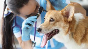 Médico veterinario examinando la oreja del perro enfermo con otoscopio en la clínica. Examen exhaustivo del concepto de mascotas.