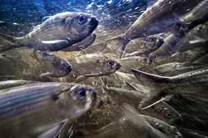 El arenque de río, también conocido como alewives, nada en un arroyo el 16 de mayo de 2021 en Franklin, Maine. Los peces alguna vez se dirigieron a la lista de especies en peligro de extinción, pero han regresado en algunos estados de EE. UU. Foto AP / Robert F. Bukaty