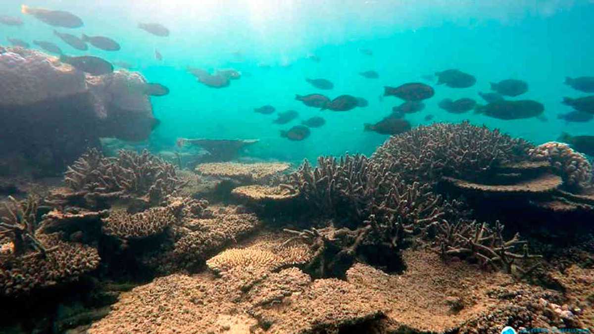 Gran Barrera de Coral sufrió la mayor muerte de corales de su historia a finales de 2019. 