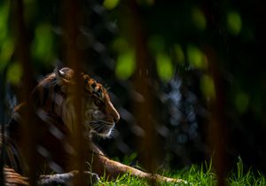 La tigre de Sumatra hembra de seis años, Kirana, falleció después de sufrir lesiones graves durante una introducción a la cría.
