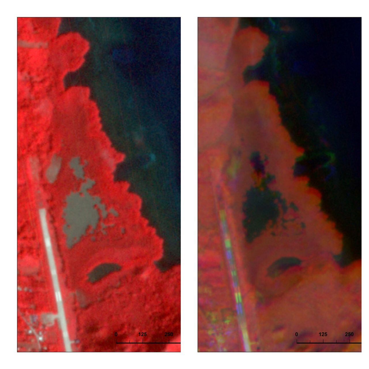 El antes y el después de los bosques de Providencia tras el paso del huracán Iota
