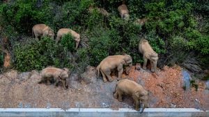 Foto aérea tomada el 28 de mayo de 2021 muestra una manada de elefantes asiáticos salvajes en el condado de Eshan, ciudad de Yuxi, provincia de Yunnan, suroeste de China. Las autoridades están rastreando a 15 elefantes asiáticos salvajes en la provincia de Yunnan, suroeste de China, mientras la manada migra hacia el norte. Los elefantes ahora deambulan por el condado de Eshan, luego de un largo viaje desde la prefectura más al sur de la provincia a partir del 16 de abril. Actualmente se encuentran a menos de 50 km de la capital provincial, Kunming, dijo la administración provincial de bosques y pastizales. Las imágenes de monitoreo muestran que la manada incluye seis elefantes hembras adultas, tres machos adultos, tres subadultos y tres cachorros. Foto: Hu Chao / Xinhua a través de Getty Images.