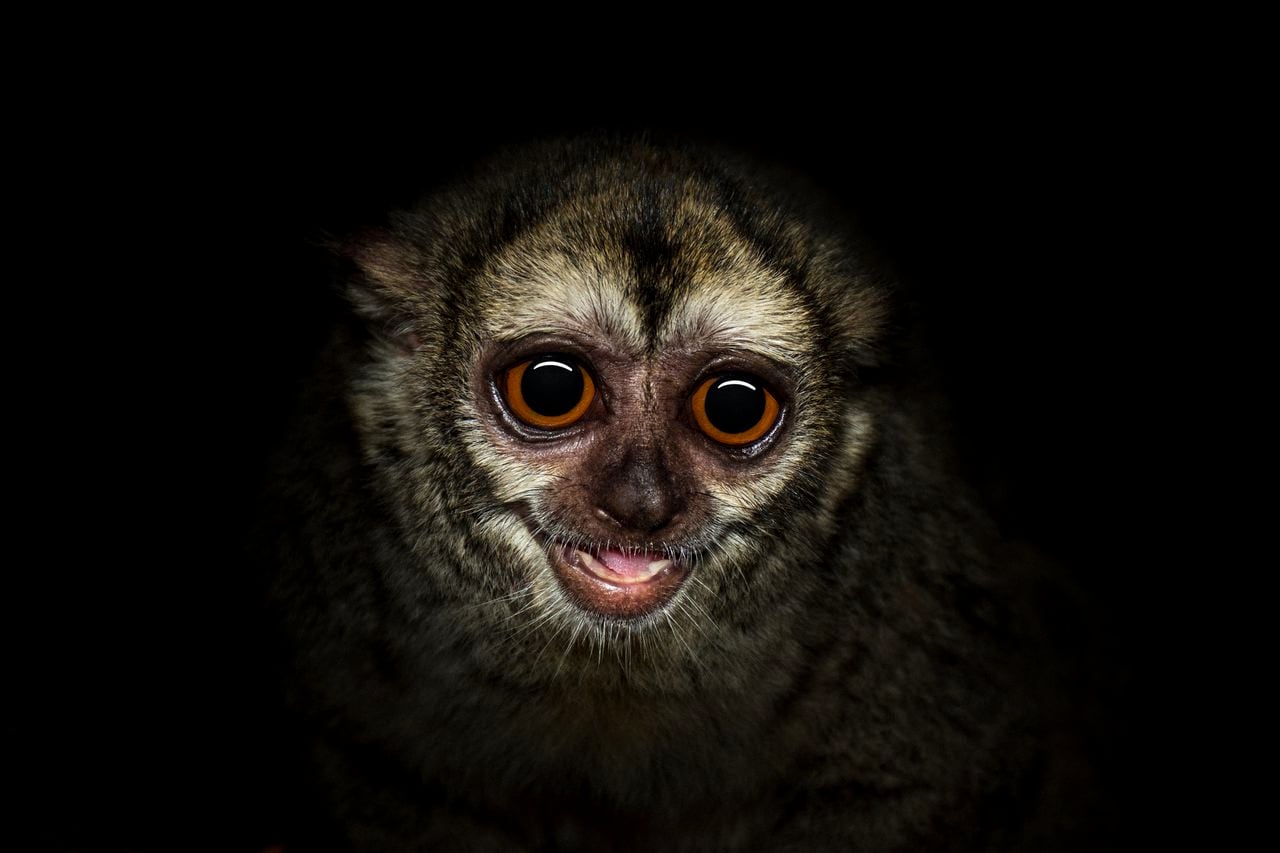 El mono nocturno se caracteriza por el enorme tamaño de sus ojos. Colombia es uno de los países con mayor riqueza de estos primates en el mundo, con ocho de las 11 especies que se encuentran en el Neotrópico, entre ellas, 3 endémicas; la mitad está en peligro de extinción.