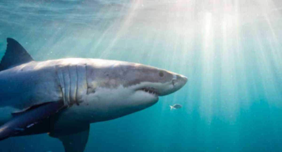 A shark jumps overboard and causes panic among people in New Zealand