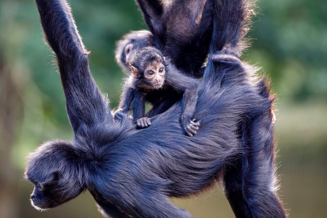 Los monos arañas negros se pueden encontrar en el piedemonte  de los Llanos orientales, al norte del río Caquetá y en tierras bajas cerca de la cordillera Oriental. Sus manos, patas y cola son bastante largas, de allí su nombre. La UICN la categoriza como una especie críticamente amenazada (CR) y se estima que más del 80 por ciento de la población se ha reducido en los últimos 45 años.