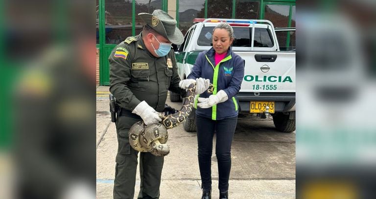 CAR Cundinamarca recuperó una boa constrictor