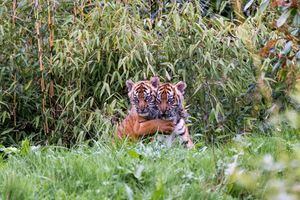 Dos cachorros de tigre de Sumatra, Alif y Raya, en peligro crítico de extinción, salen de su guarida por primera vez, en el Zoológico de Chester, Cheshire, Gran Bretaña, en esta imagen reciente obtenida por Reuters el 4 de abril de 2023.