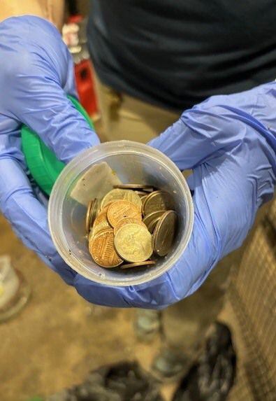 Fueron 7 dólares en monedas los que fueron extraídos del animal