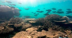 Gran Barrera de Coral sufrió la mayor muerte de corales de su historia