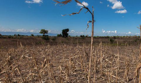 El fenómeno de El Niño traerá altas temperaturas y la sequía de varios cultivos por la falta de lluvias