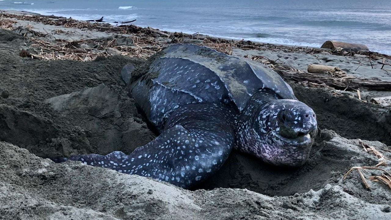 La tortuga caná se alimenta de medusas y la disminución de su población ha tenido un impacto en el incremento de ‘agua mala’ en las playas turísticas.