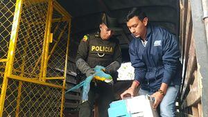 Las autoridades lograron rescatar a los guacamayos azules en medio de un operativo.