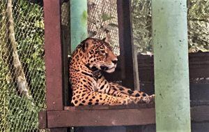 Garota, la jaguar rescatada por la Fundación Ikozoa Bioparque Amazonas.