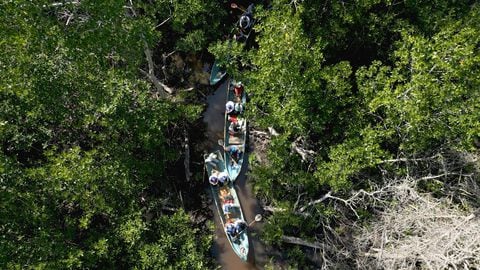 Hace unos 70 años el río Sinú desembocaba en esta zona, pero al cambiar de curso, se originaron estos manglares.