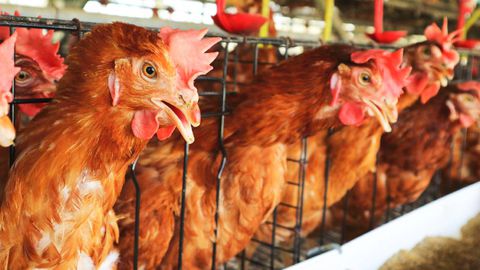 Gripe aviar se extiende rápidamente en Europa y Asia