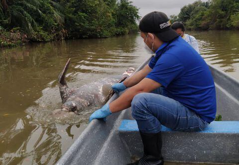 Manatí Antillano (trichechus manatus) especie sombrilla.