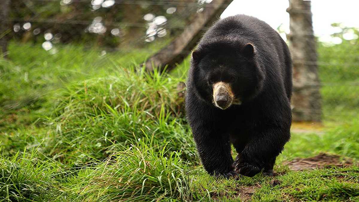 El oso de anteojos es una de las especies amenazadas que ha entrado en más conflicto con los humanos en los últimos años, producto de la pérdida de su hábitat. Foto: archivo/Semana. 