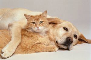 Perro y gato abrazados, mascotas, animales