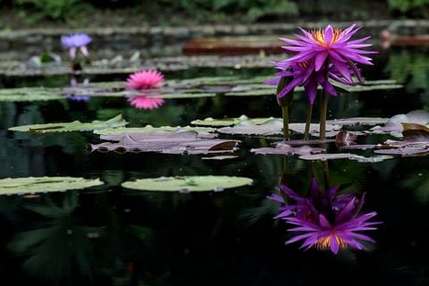 En la fotografía de una planta de loto durante la inauguración de la reapertura del Jardín Botánico de Cali en Cali, Colombia, el 31 de agosto de 2023.(Photo by JOAQUIN SARMIENTO / AFP)